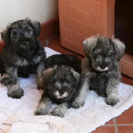 فندق مبيت وإفطار Contarine Cinto Euganeo