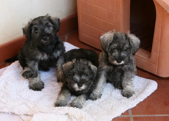 Bed & Breakfast Contarine Cinto Euganeo